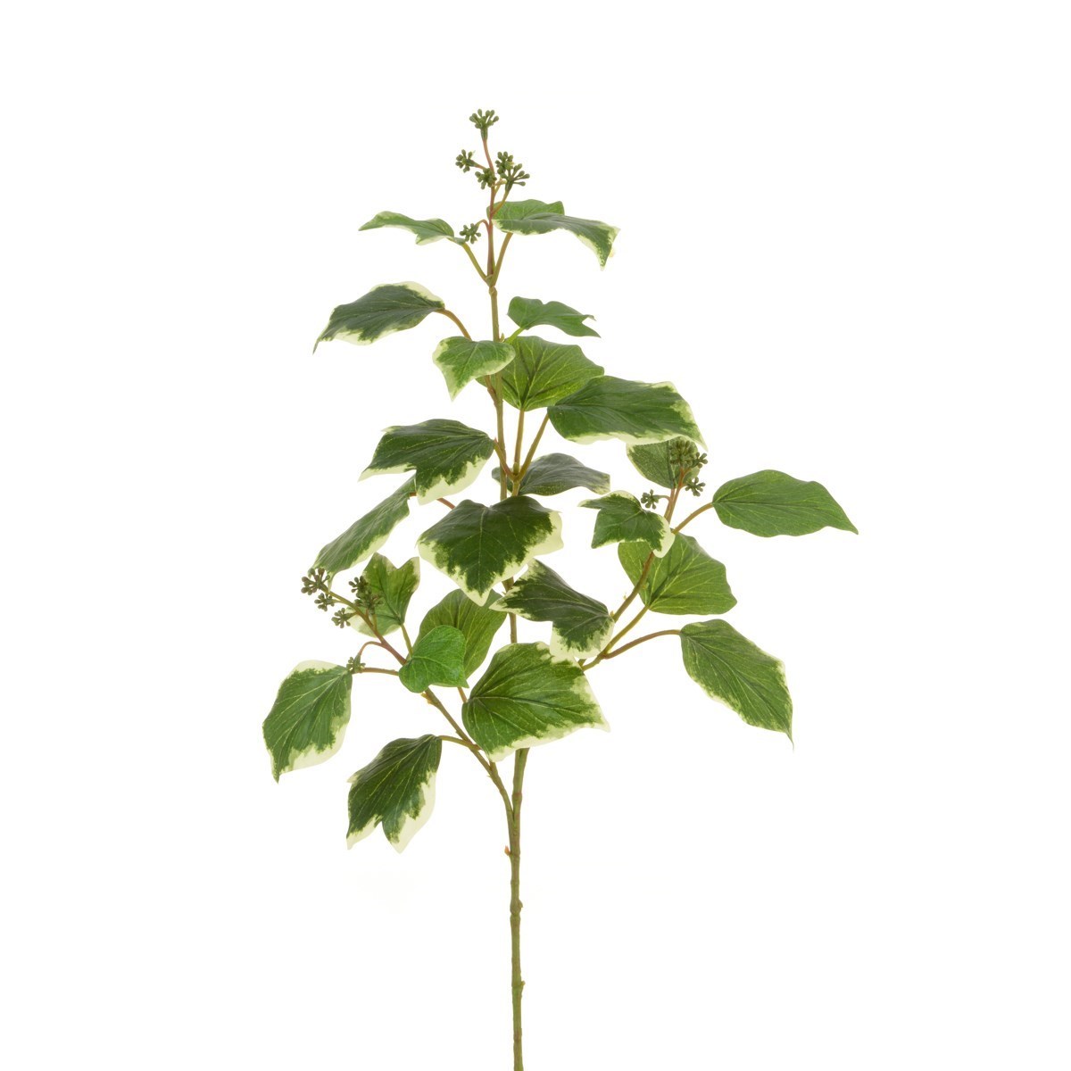 Single stem of variegated faux French Ivy with white and green leaves against a white background