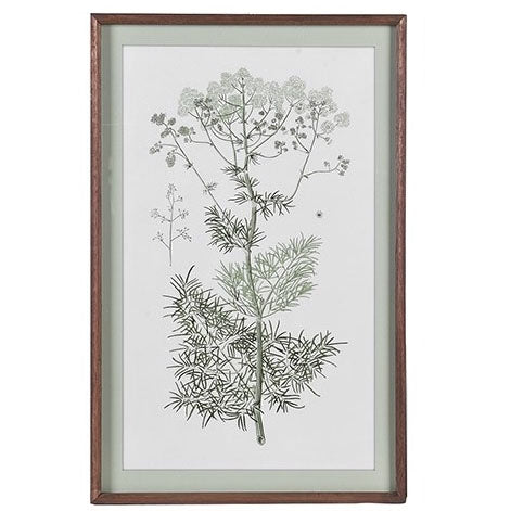 Framed meadowsweet botanical print showing a single plant with fine, feathery foliage.