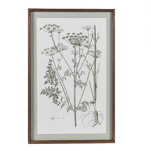 Framed botanical print of a meadow flower with long stems and umbrella-shaped blooms.