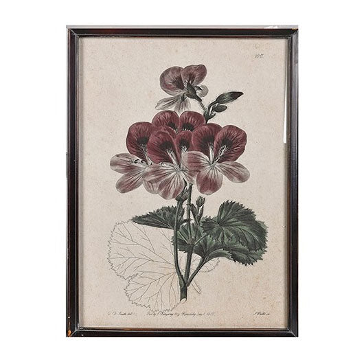 Botanical print of geraniums with delicate pink and white petals in a dark portrait frame