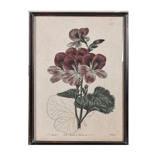Botanical print of geraniums with delicate pink and white petals in a dark portrait frame