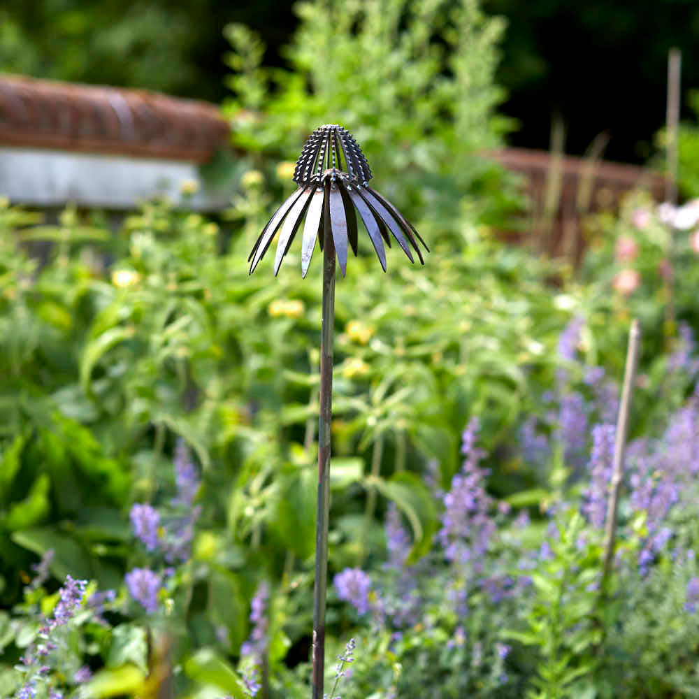 Echinacea on Stake