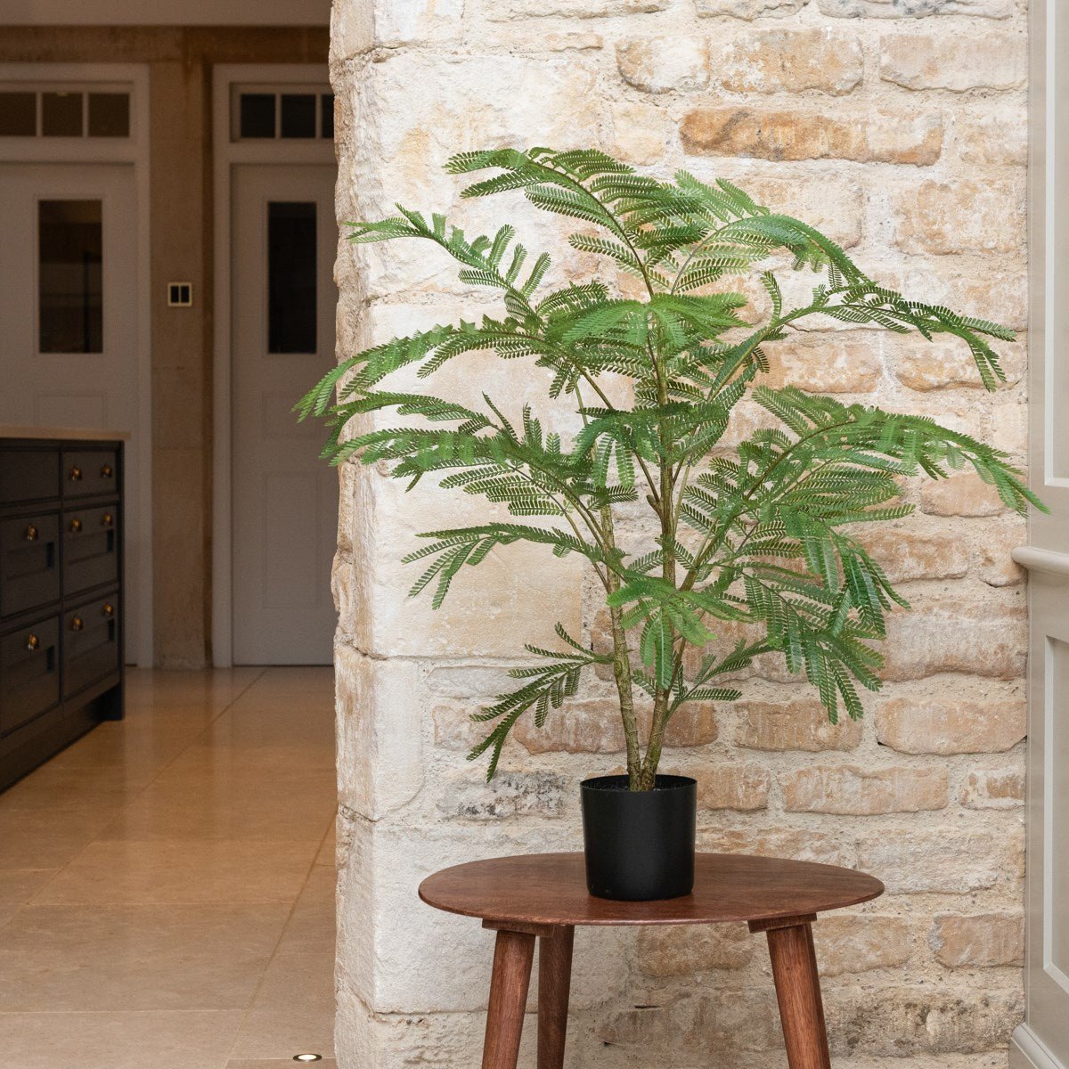 Acacia Plant In Pot