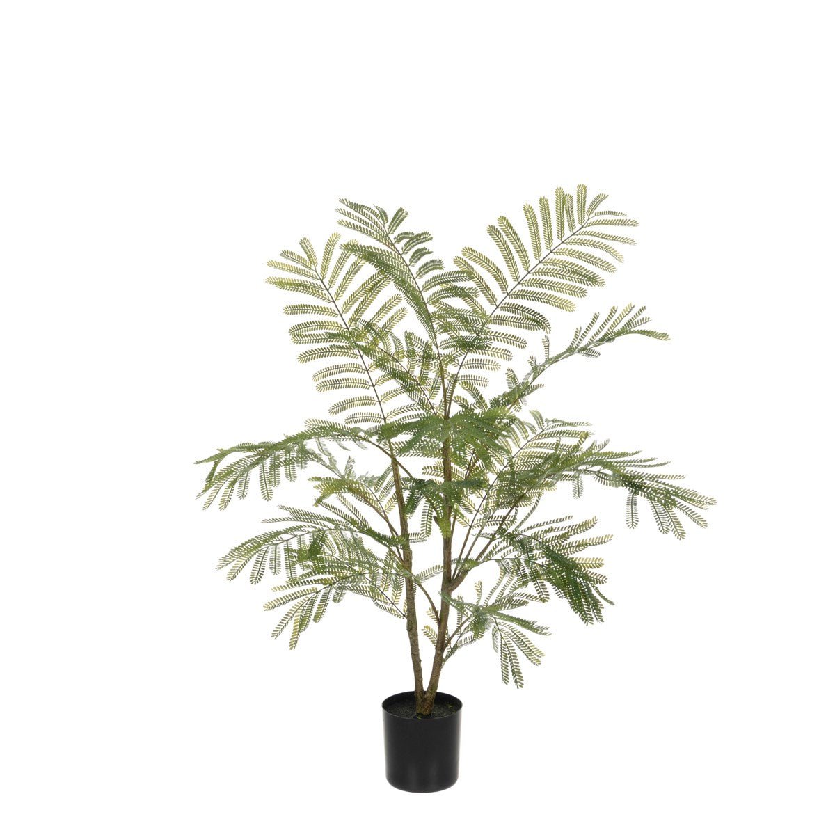 Acacia Plant In Pot