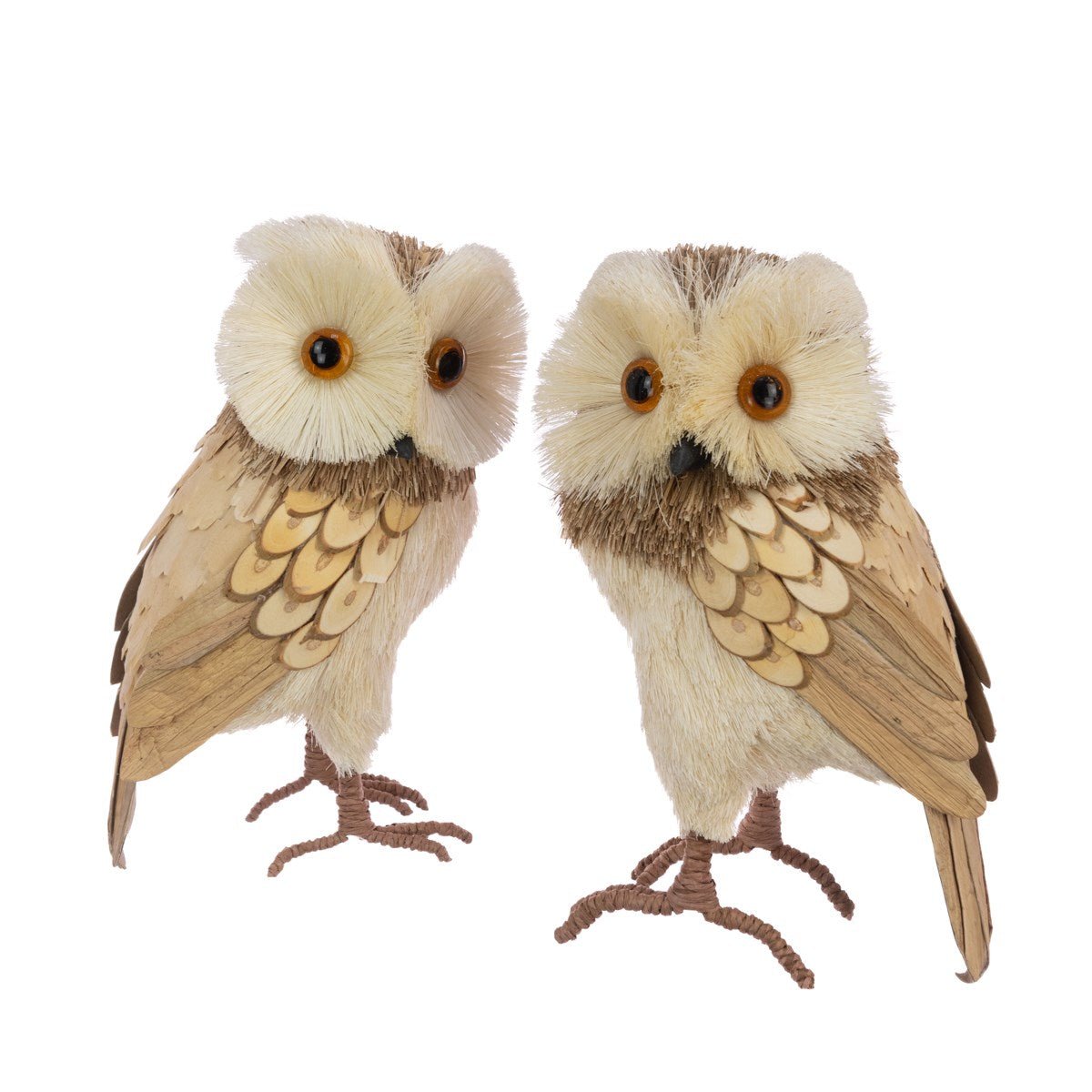 Bristle Owl, Large