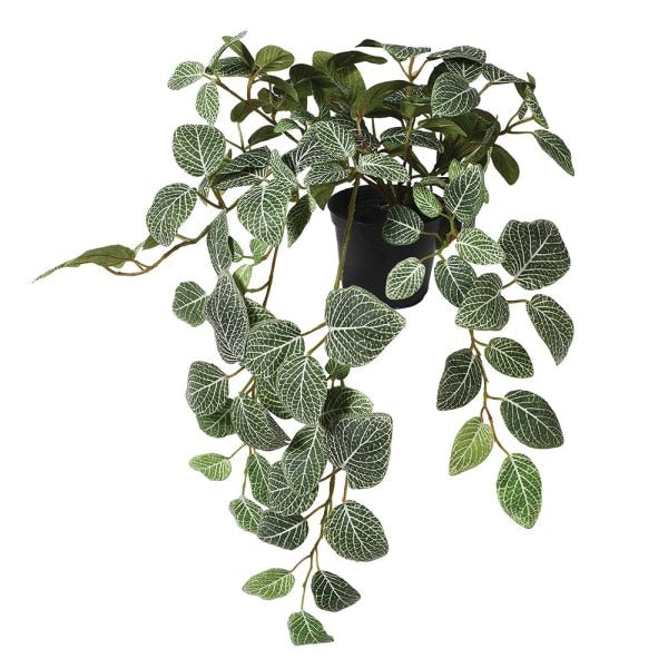 Faux Fittonia Plant