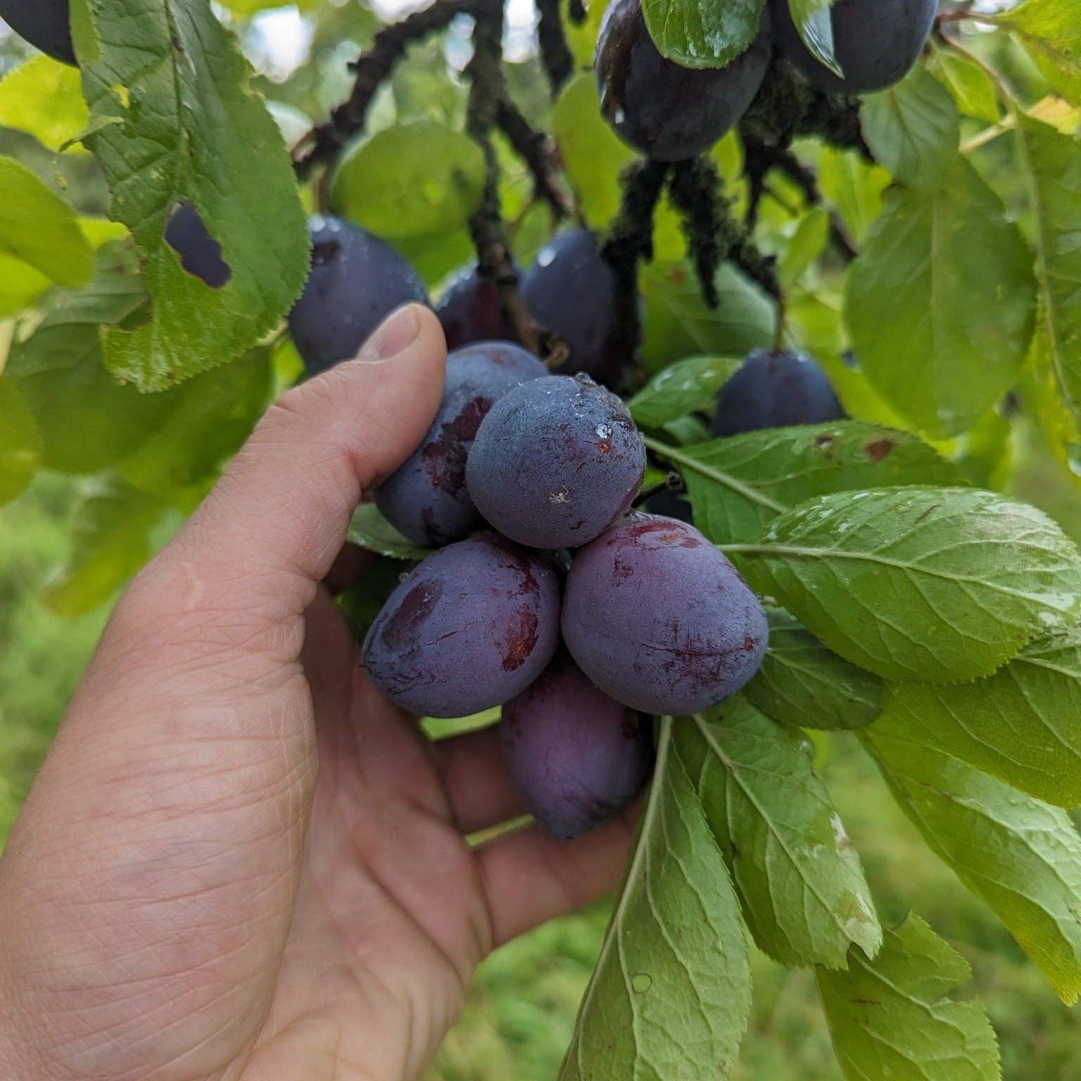 Hedgerow Harvest Jam