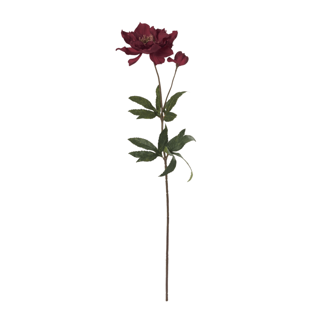 Hellebore Black Swan