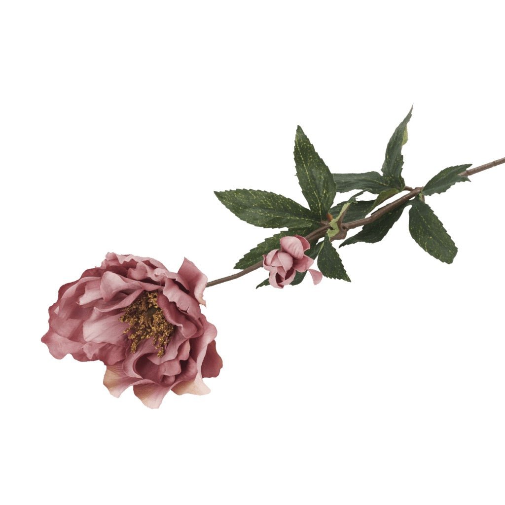 Hellebore Ruby