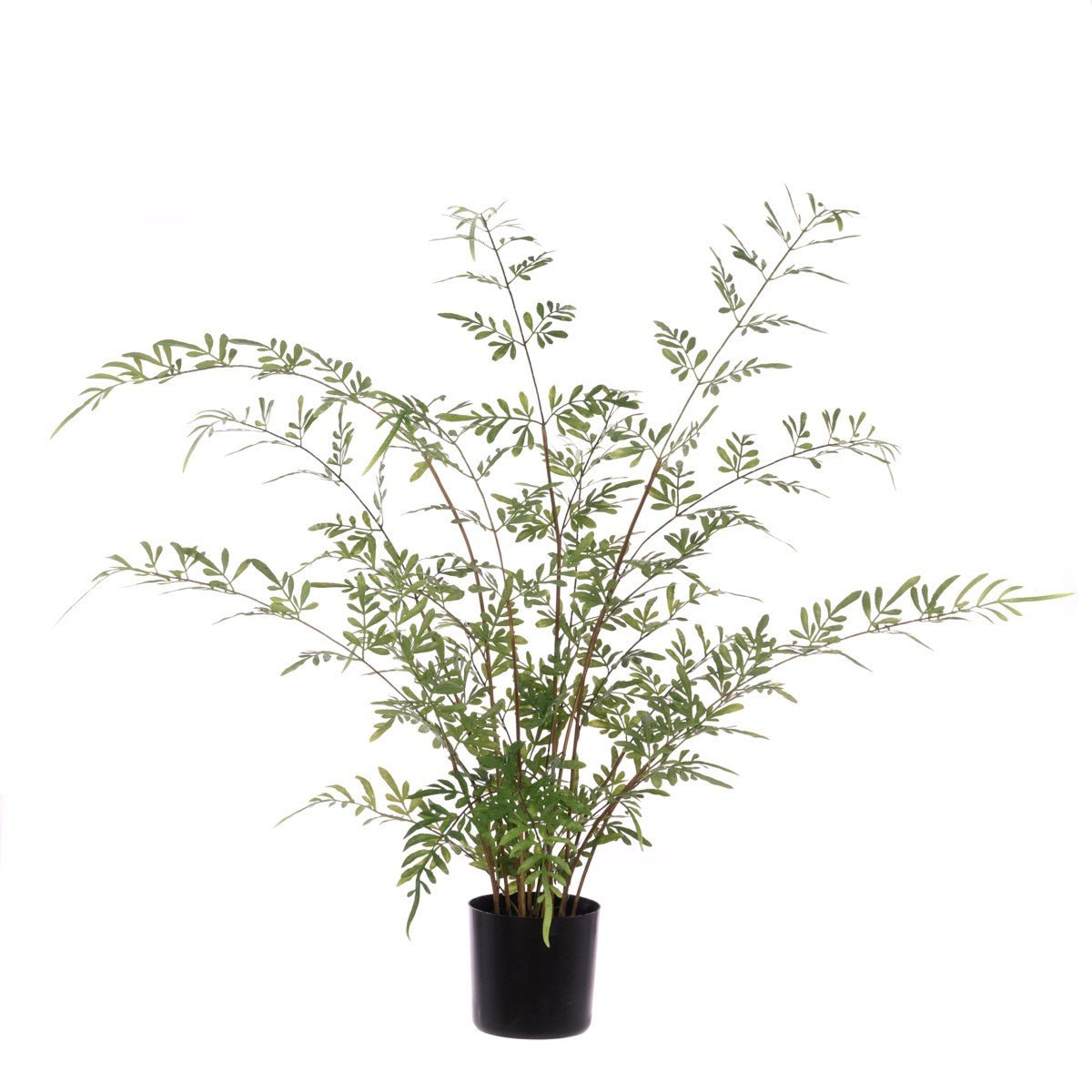 Herb of Grace Plant In Pot