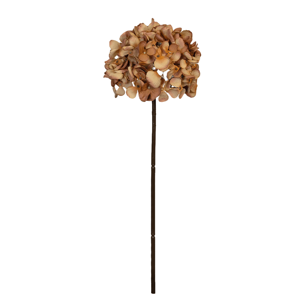 Hydrangea Cinnamon