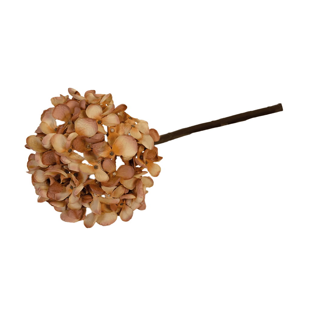 Hydrangea Cinnamon