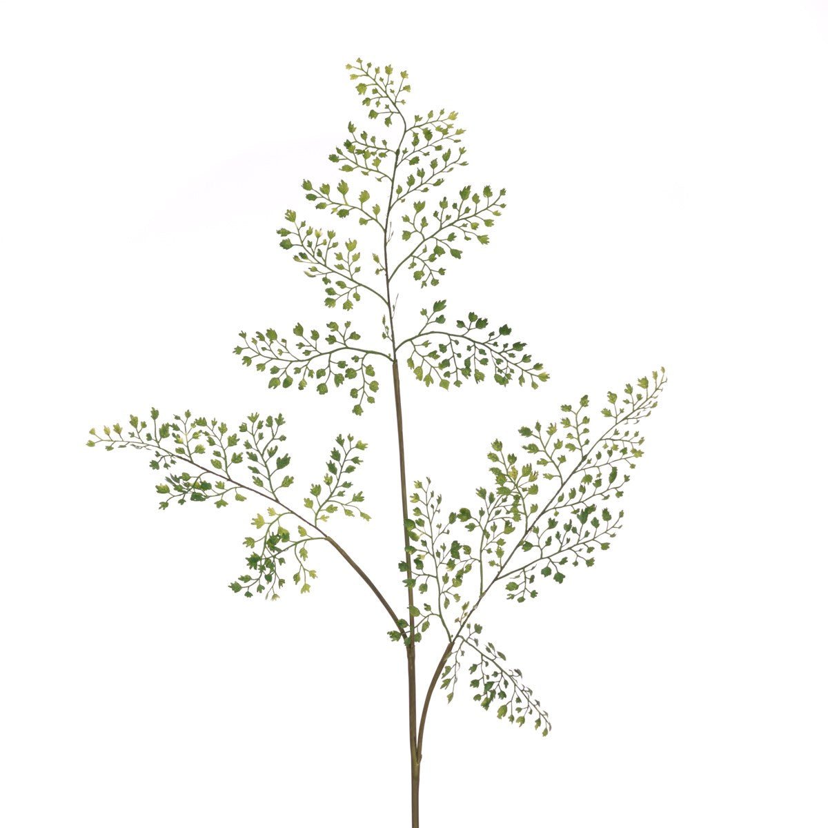 Maidenhair Fern Spray