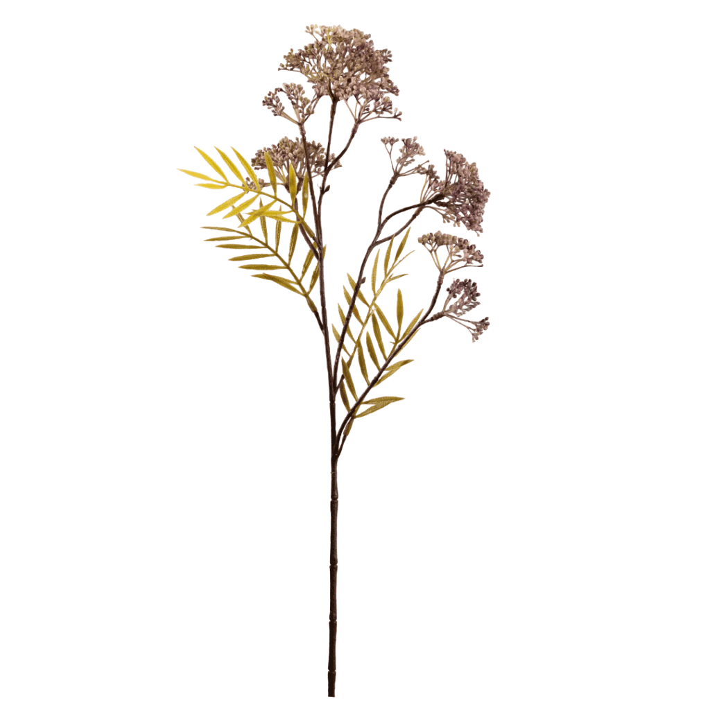 Milkweed Rouge