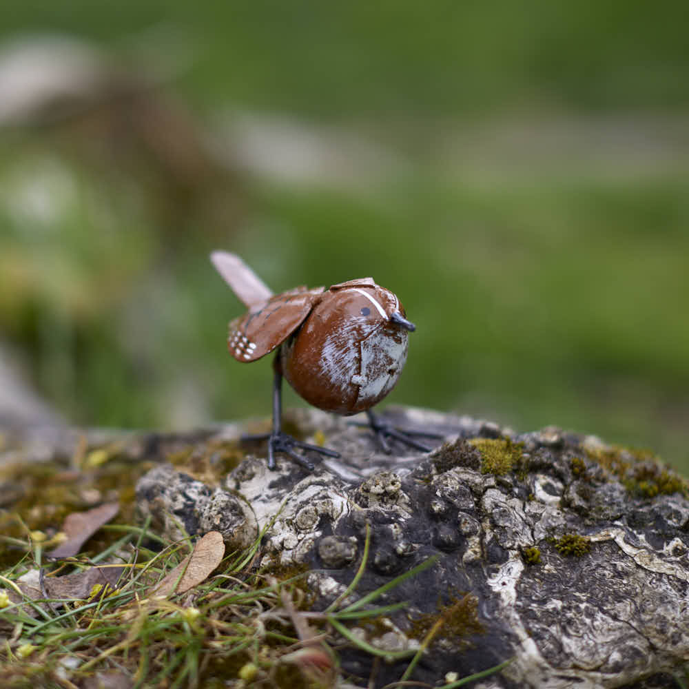 Painted Wren