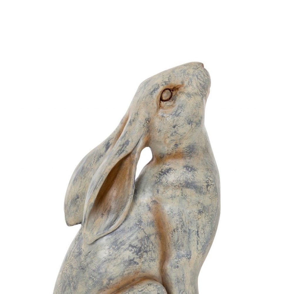 Stargazing Hare
