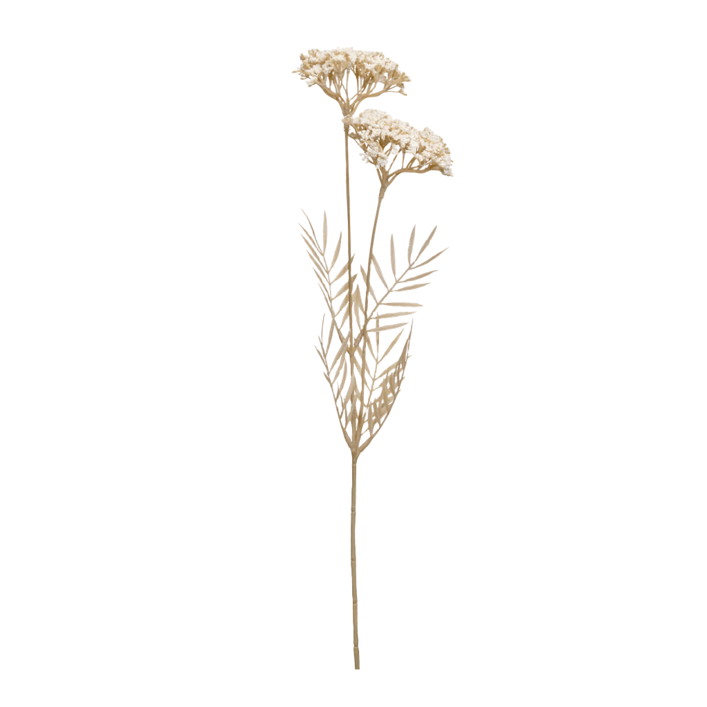 Yarrow Blanco