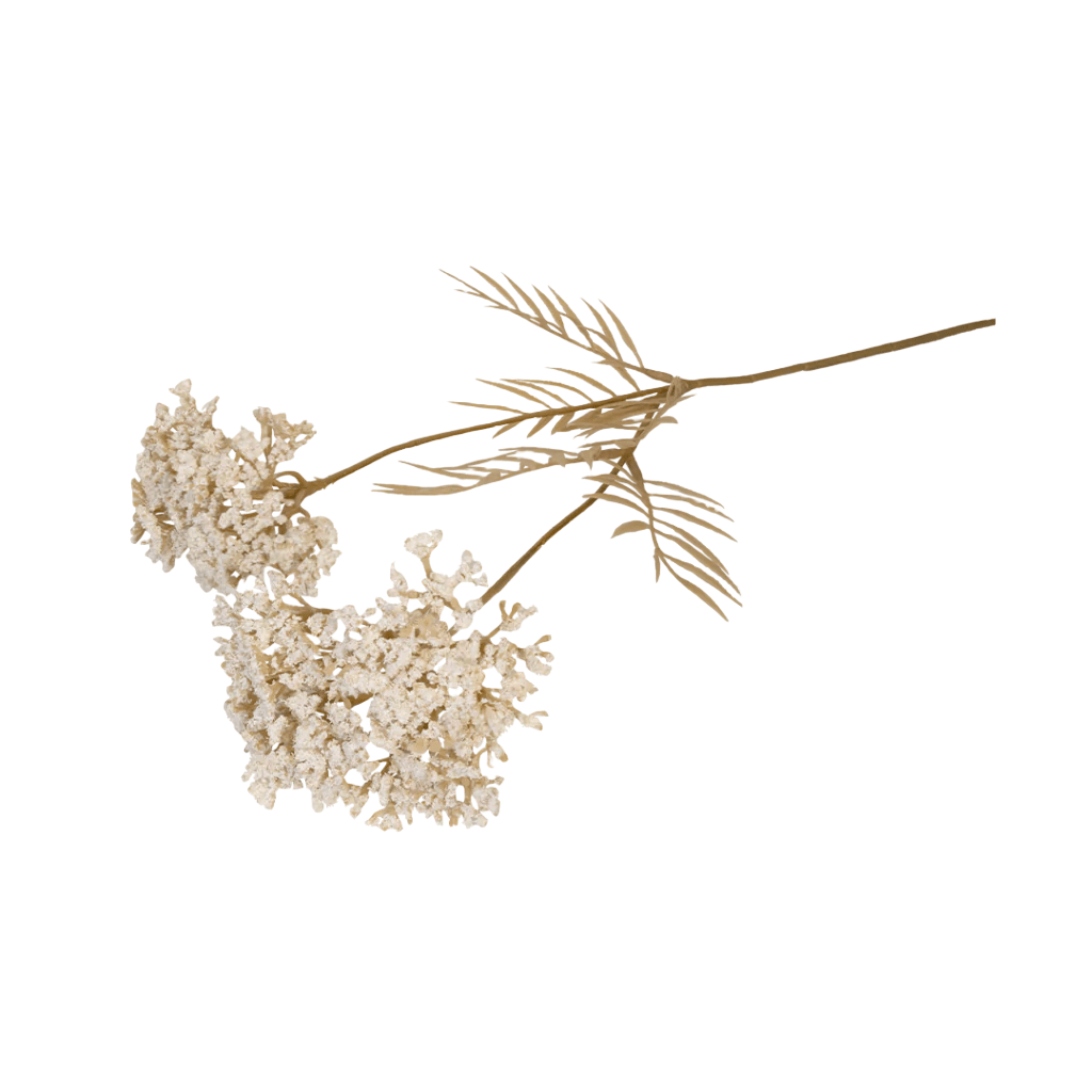 Yarrow Blanco