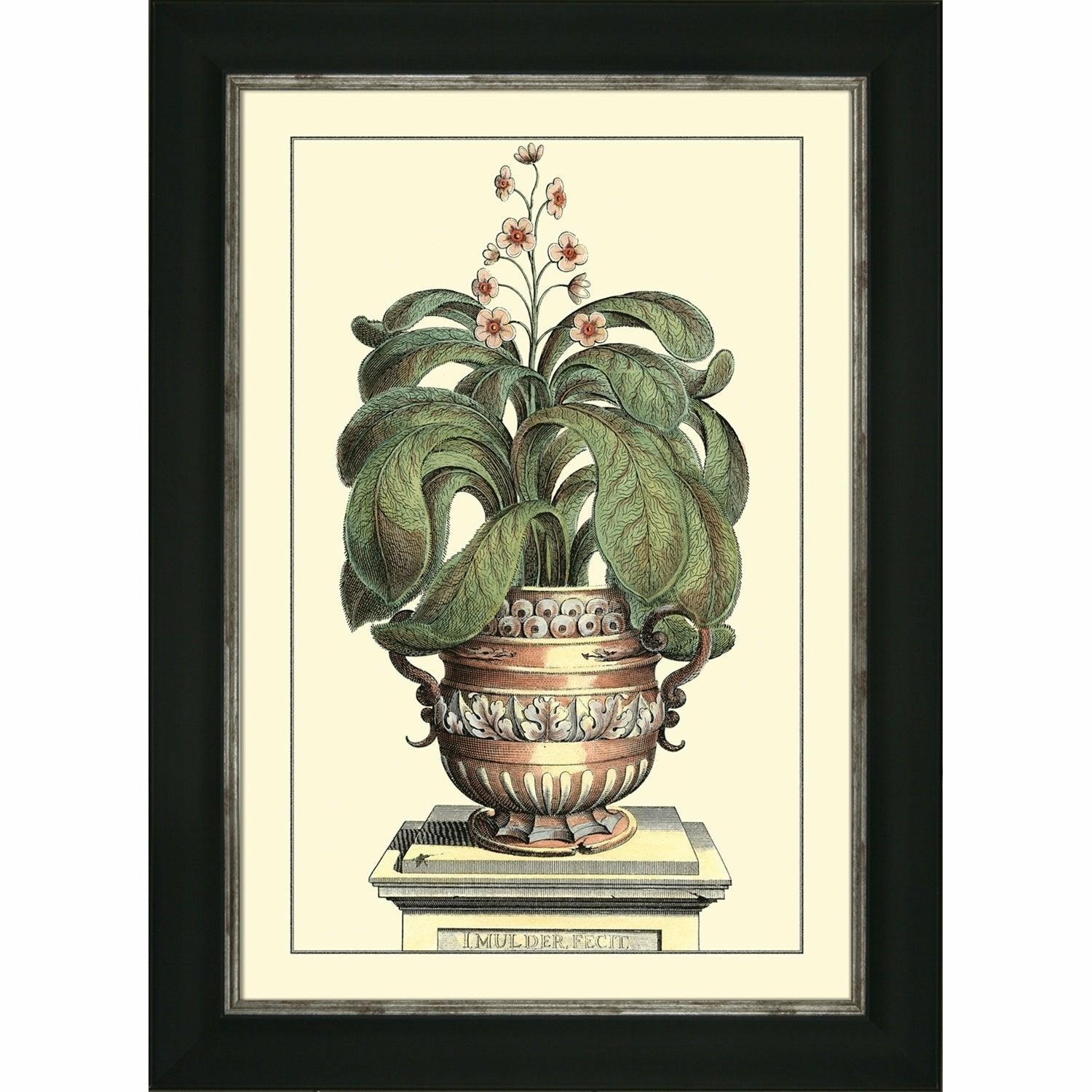 Antique Aloe II