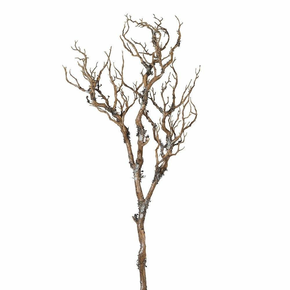 Branch with Moss