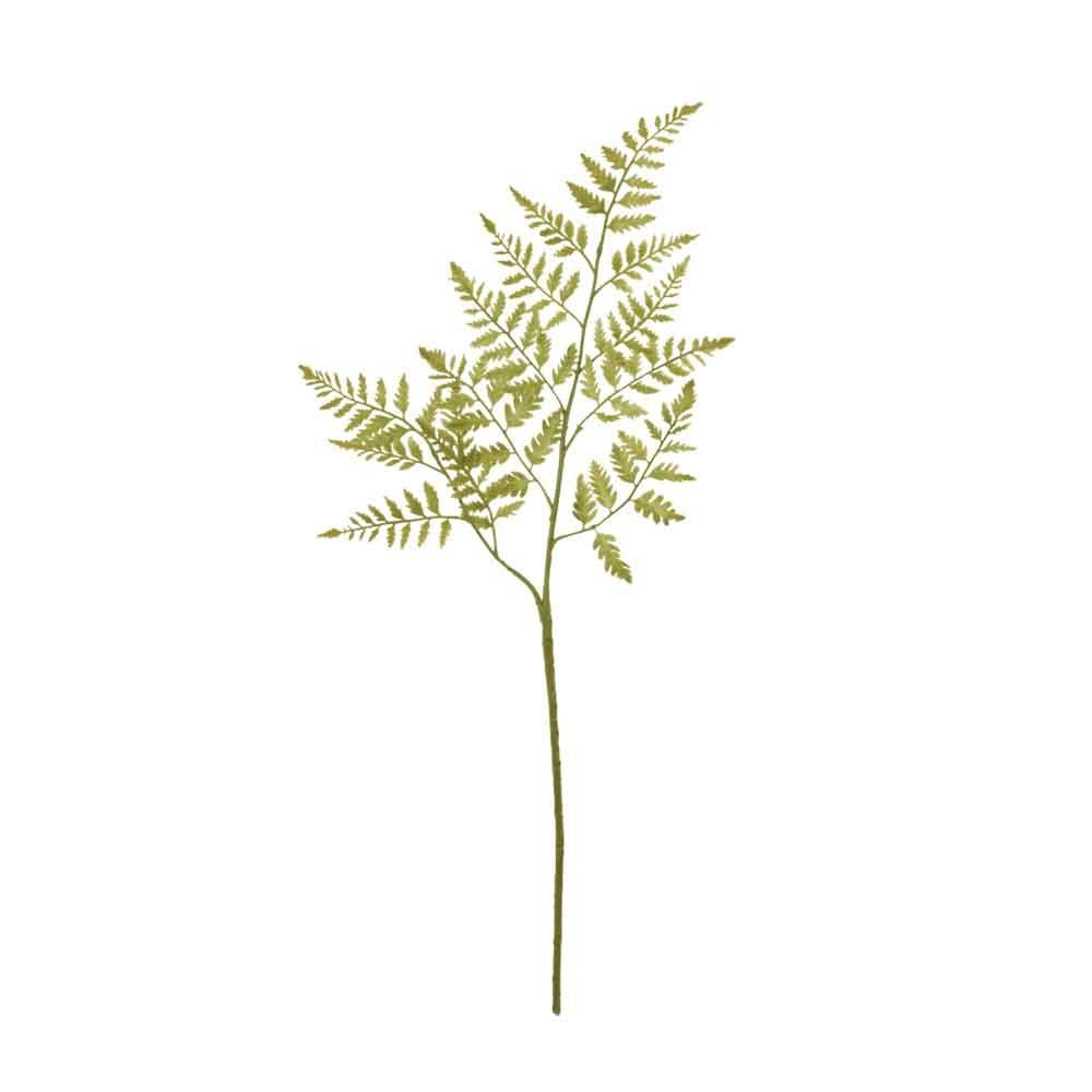 Dryopteris Vert