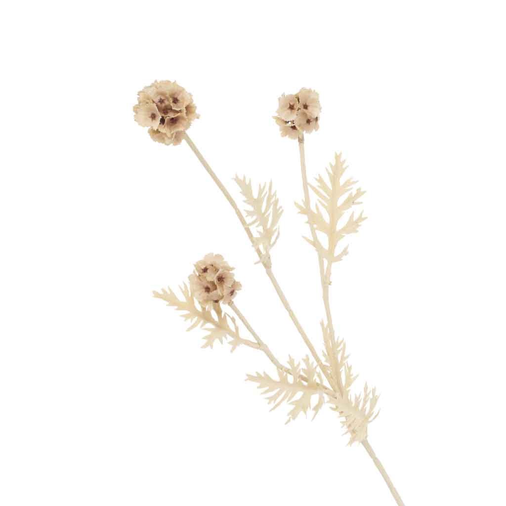 Echinops Bleached