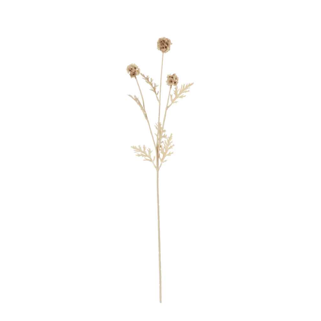 Echinops Bleached