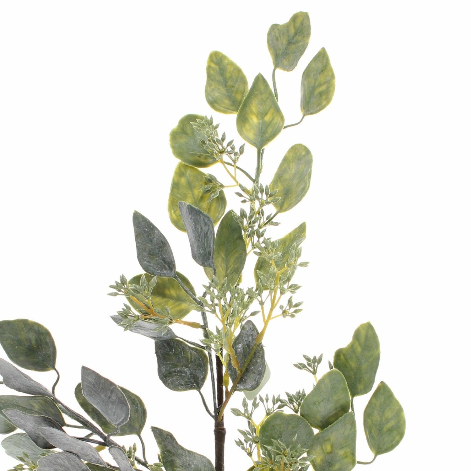 Eucalyptus Spray