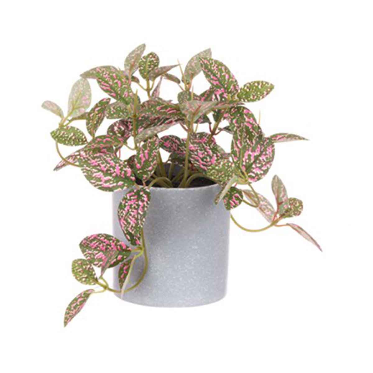 Potted House Plants