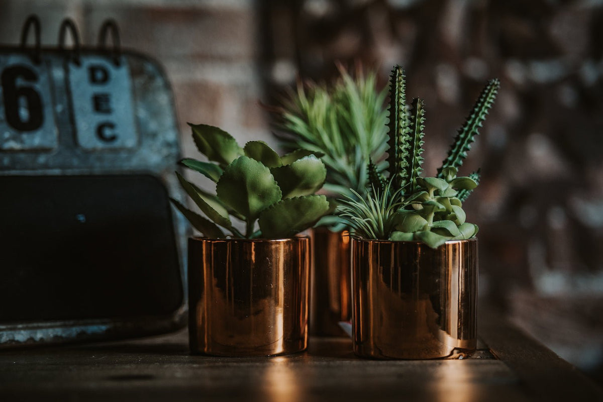 Artificial Plants - Angela Reed