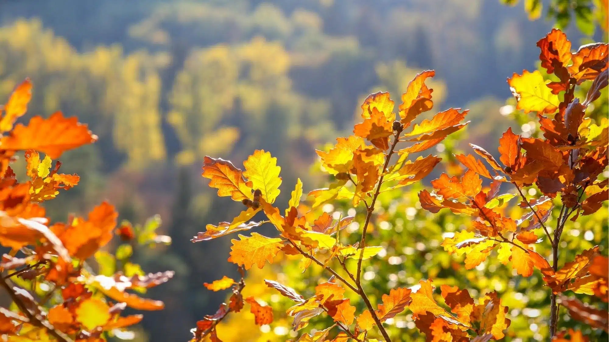 Autumn Seasonal Styling - Angela Reed