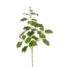 Single stem of variegated faux French Ivy with white and green leaves against a white background