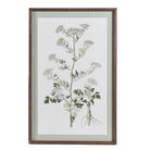 Portrait botanical print featuring a meadow plant with detailed leaves and root system.
