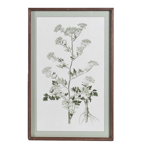 Portrait botanical print featuring a meadow plant with detailed leaves and root system.