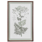Framed meadowsweet botanical print showing a single plant with fine, feathery foliage.