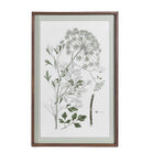 Botanical wall art print of a meadow flower with a large radial seed head and green leaves.