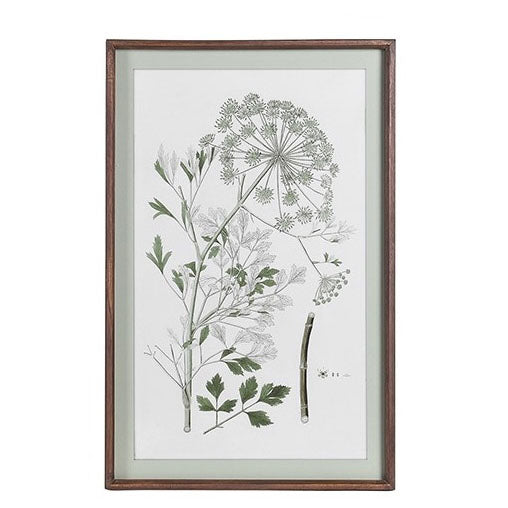 Botanical wall art print of a meadow flower with a large radial seed head and green leaves.