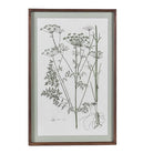 Framed botanical print of a meadow flower with long stems and umbrella-shaped blooms.