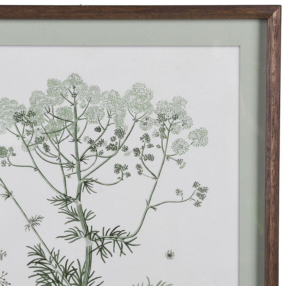 Close-up detail of a botanical print showing delicate green flowering heads and a dark wood frame.