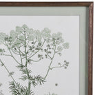 Close-up detail of a botanical print showing delicate green flowering heads and a dark wood frame.