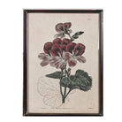 Botanical print of geraniums with delicate pink and white petals in a dark portrait frame