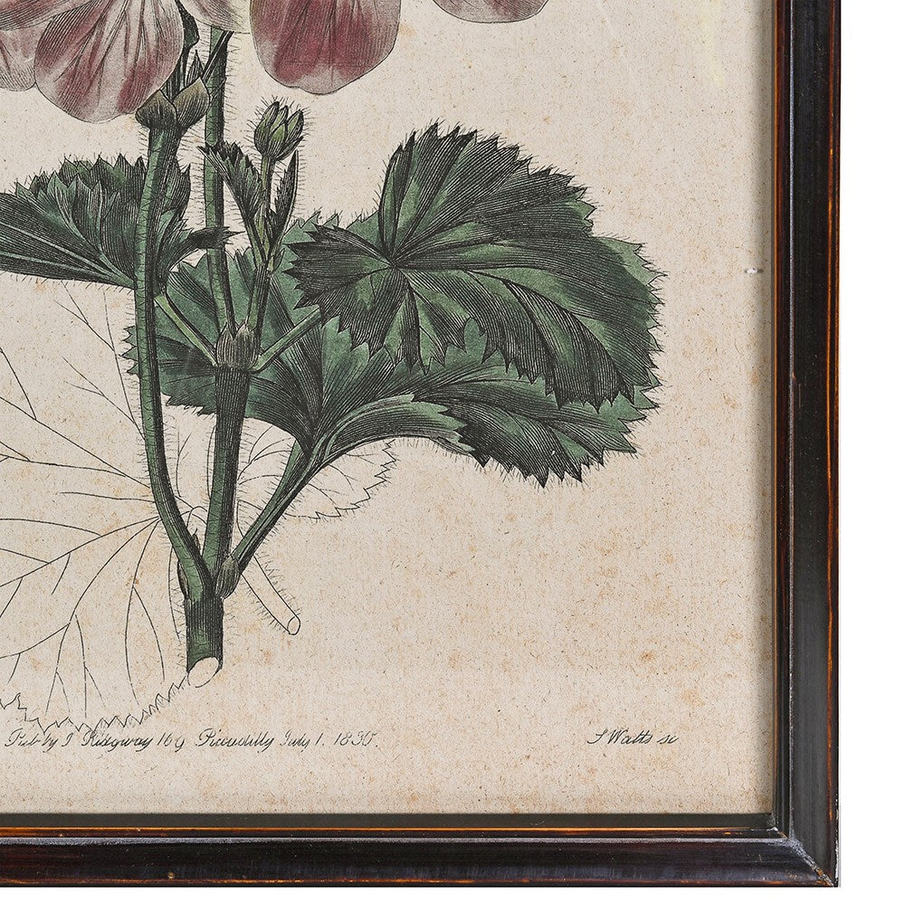 Close-up of a botanical print showing the fine leaf detail and vintage-style typeface at the bottom