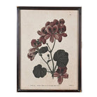 Framed geranium study with large rounded leaves and clusters of pink-tinged petals
