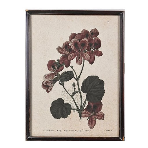 Framed geranium study with large rounded leaves and clusters of pink-tinged petals