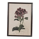 Botanical geranium study in a dark wood-effect frame against a plain white background