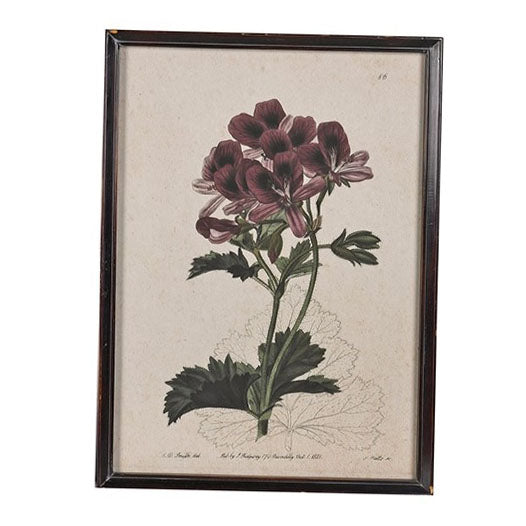 Botanical geranium study in a dark wood-effect frame against a plain white background