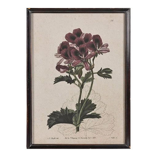 Framed geranium botanical print featuring deep pink and purple flowers with dark green leaves