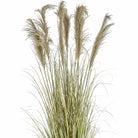 Potted Pampas With Grass, 145cm