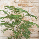Acacia Plant In Pot