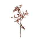 Begonia Rex Rouge